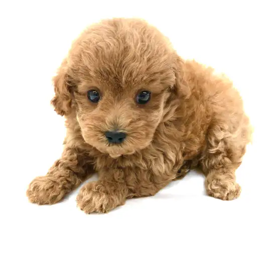 トイ・プードル