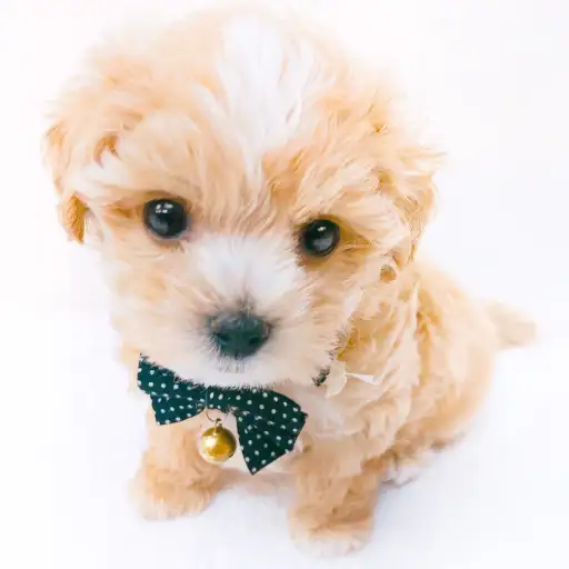 MIX(マルチーズ×トイプードル)