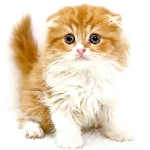 スコティッシュフォールド