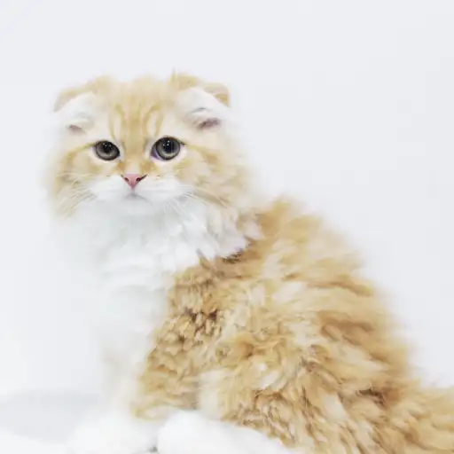 スコティッシュフォールド