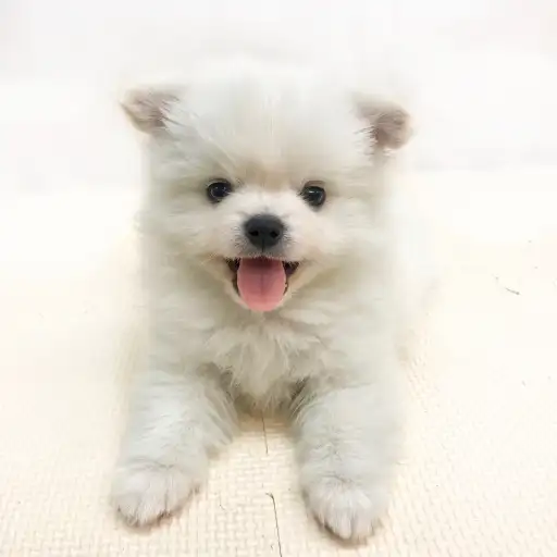 MIX（チワワ×ポメラニアン）