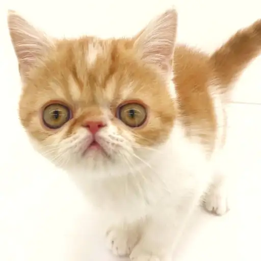 エキゾチックショートヘア