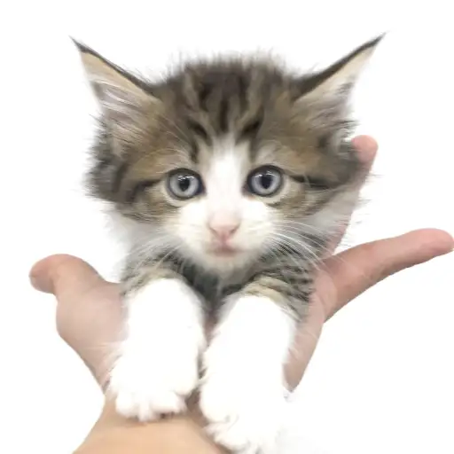 ノルウェージャンフォレストキャット