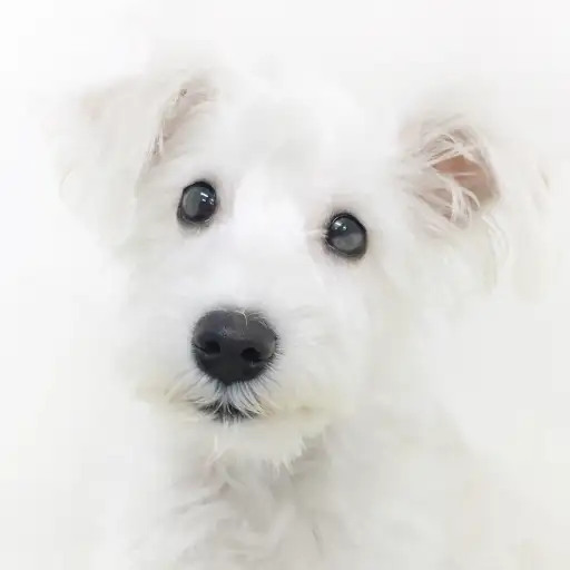 ミニチュア・シュナウザー