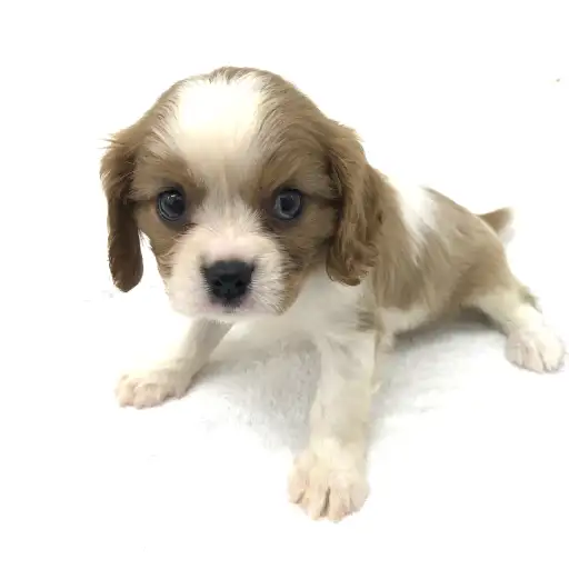 キャバリア・キングチャールズ・スパニエル