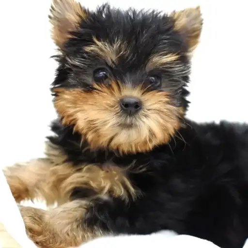 ヨークシャーテリア