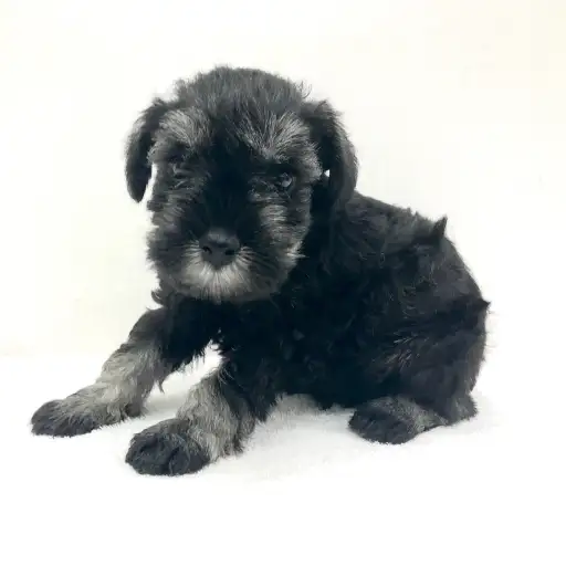 ミニチュア・シュナウザー