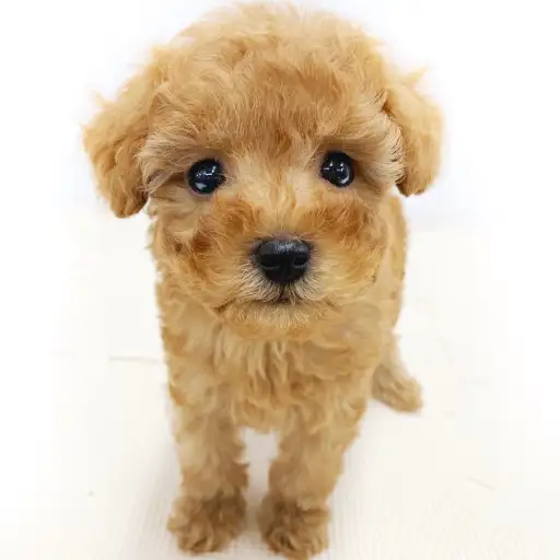 トイ・プードル