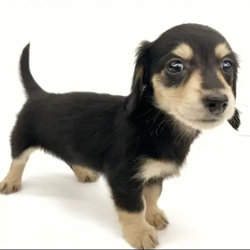 カニンヘン・ダックスフント