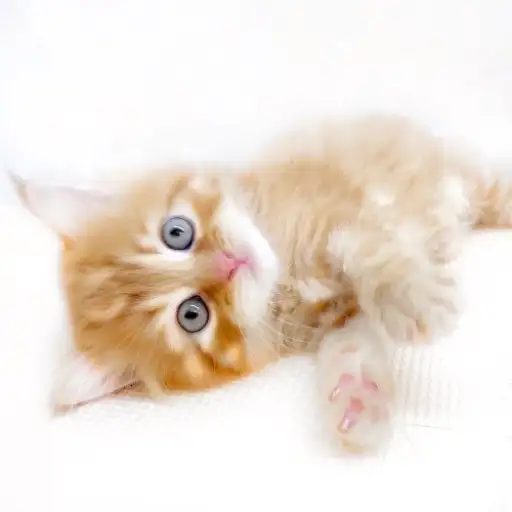 スコティッシュフォールド