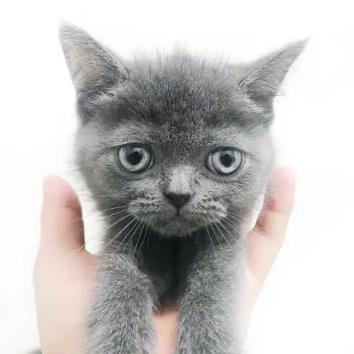 ブリティッシュショートヘア