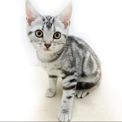 アメリカンショートヘア