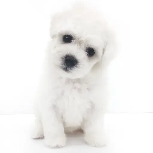 ビションフリーゼ