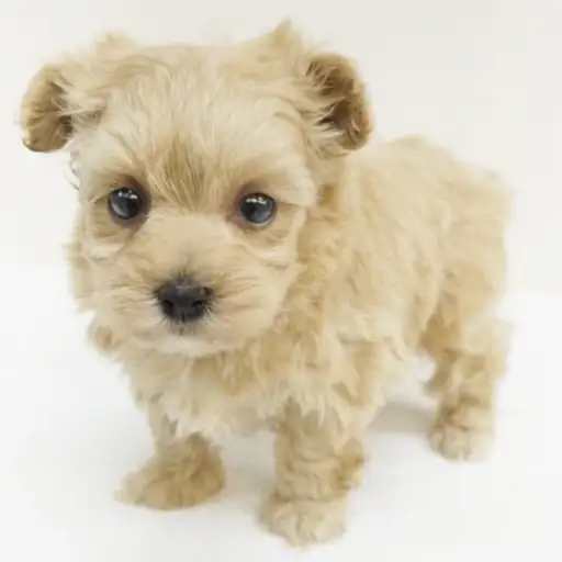 MIX（マルチーズ×トイプードル）