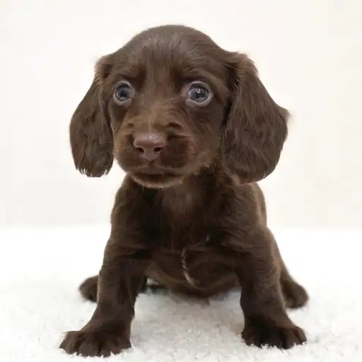 ミニチュア・ダックスフント