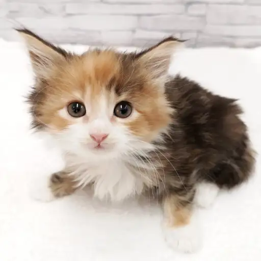 ノルウェージャンフォレストキャット