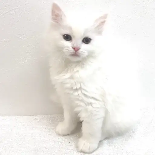 ノルウェージャンフォレストキャット