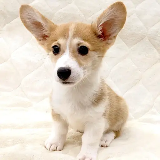 ウェルシュコーギーペンブローク