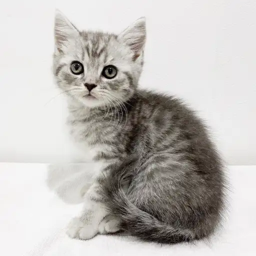 スコティッシュフォールド