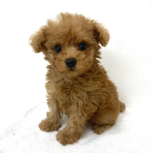 トイ・プードル