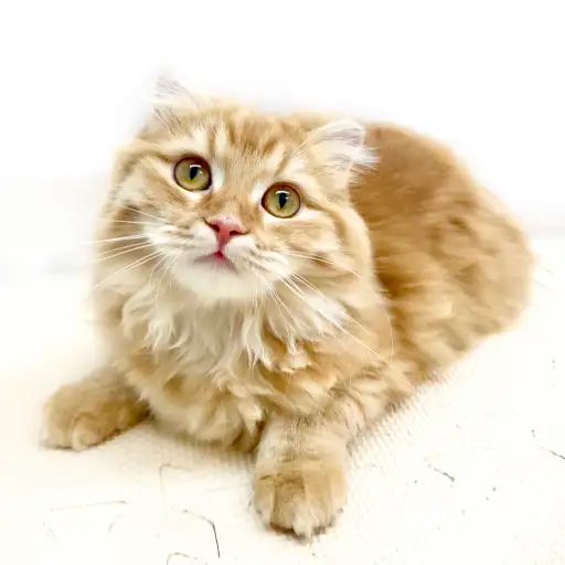 スコティッシュフォールド