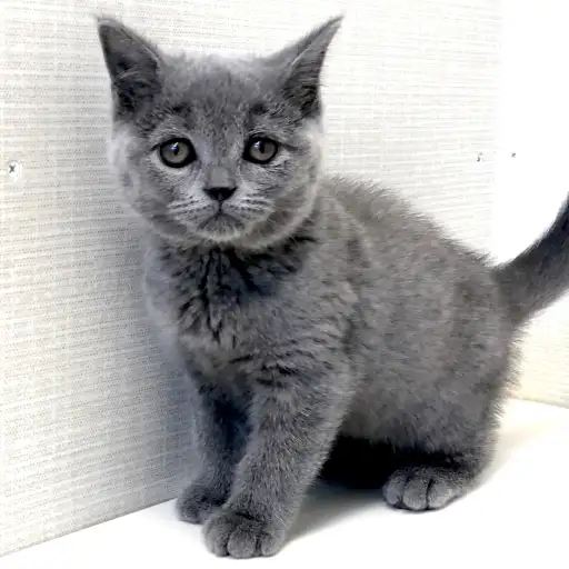 ブリティッシュショートヘア