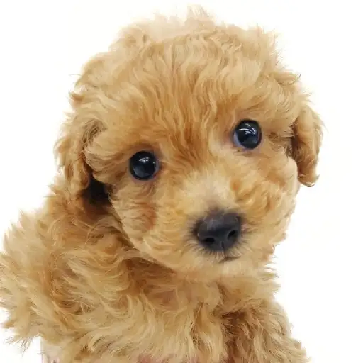 トイ・プードル