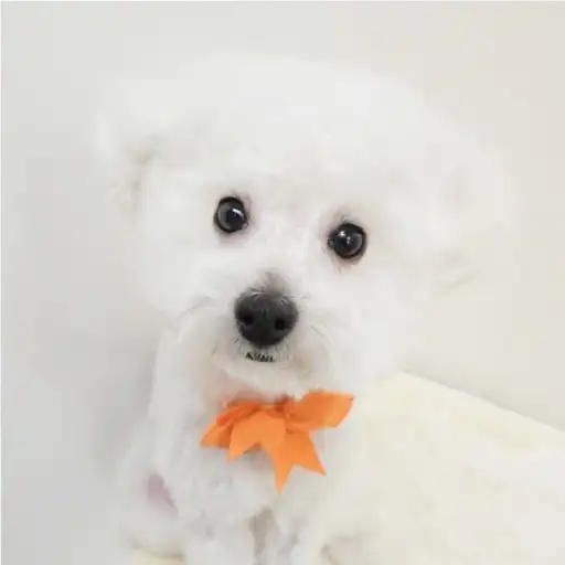 トイ・プードル