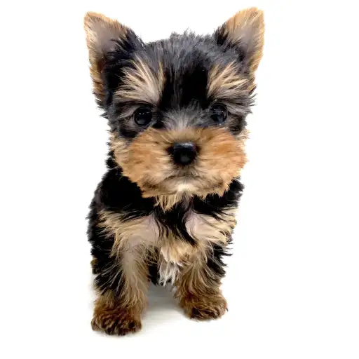 ヨークシャーテリア