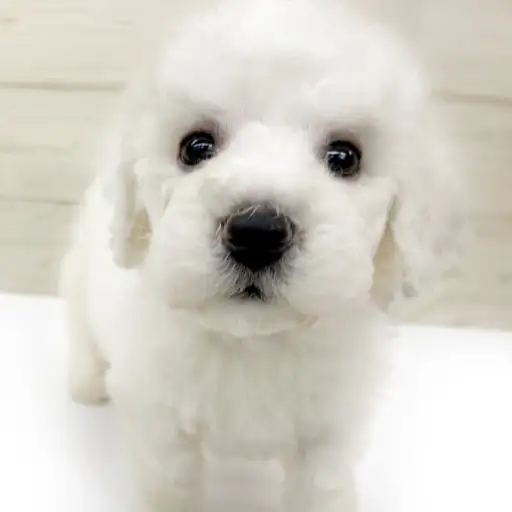 ビションフリーゼ