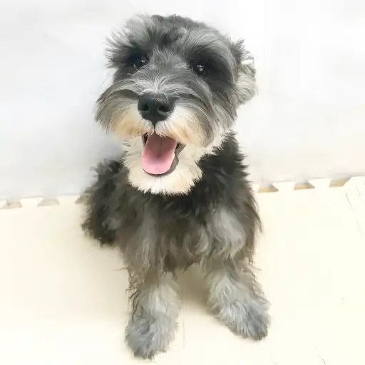 ミニチュア・シュナウザー