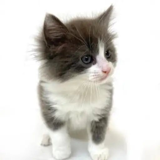 ノルウェージャンフォレストキャット