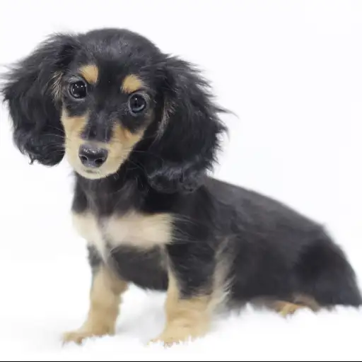 ミニチュア・ダックスフント