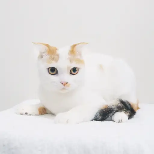 スコティッシュフォールド