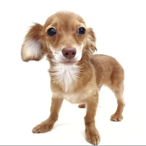 MIX（チワワ×ダックスフント）