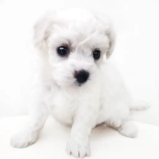 ビションフリーゼ