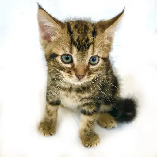 アメリカンショートヘア