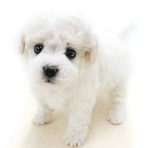 ビションフリーゼ