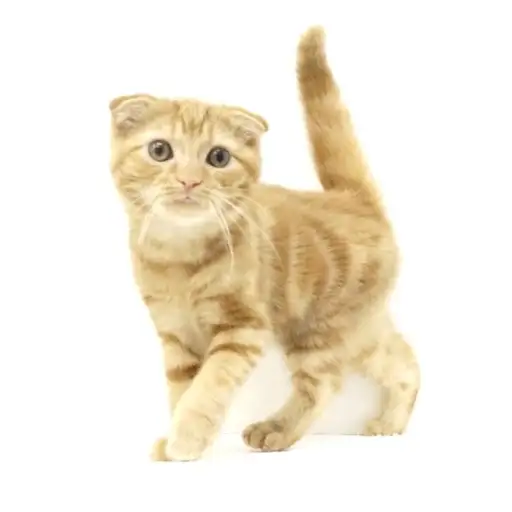 スコティッシュフォールド