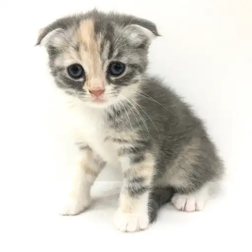 スコティッシュフォールド