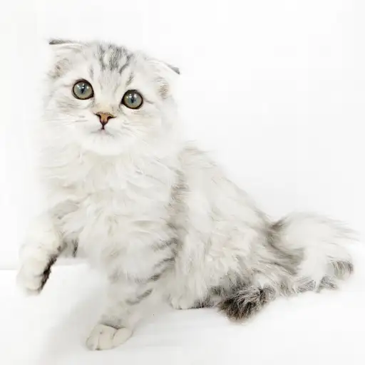 スコティッシュフォールド