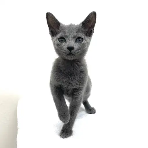 ロシアンブルー