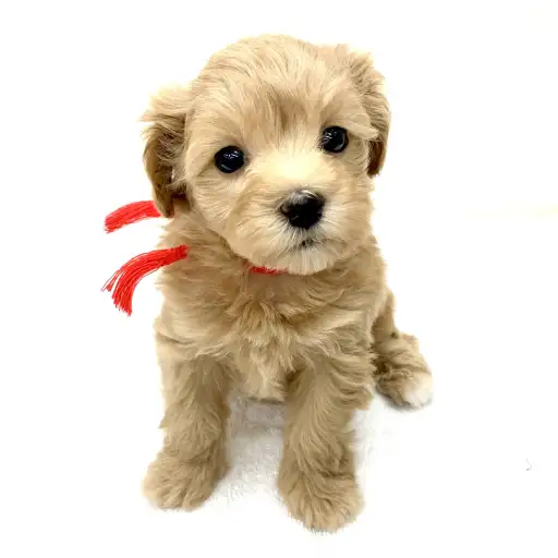 MIX（トイプードル×マルチーズ）