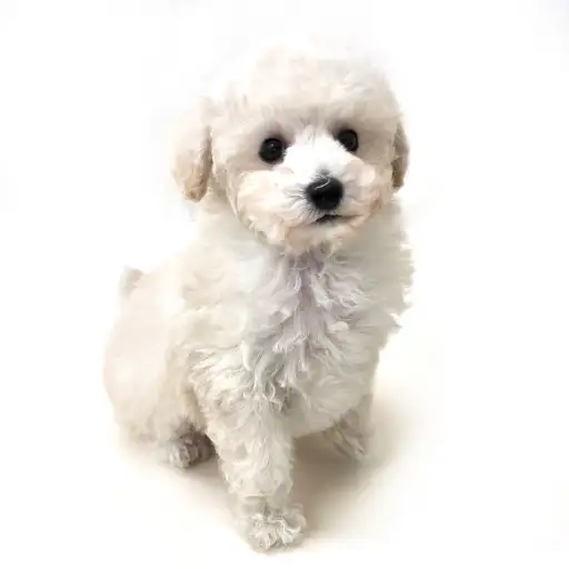 トイ・プードル