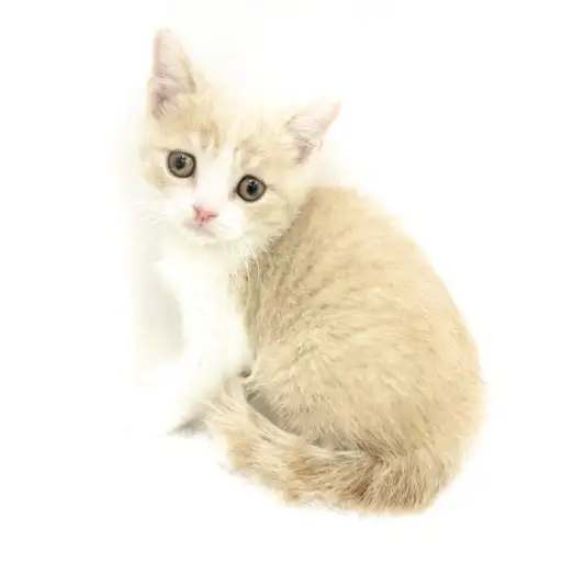 ブリティッシュショートヘア