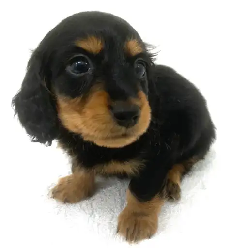 カニンヘン・ダックスフント