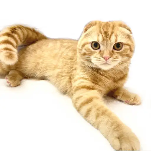 スコティッシュフォールド