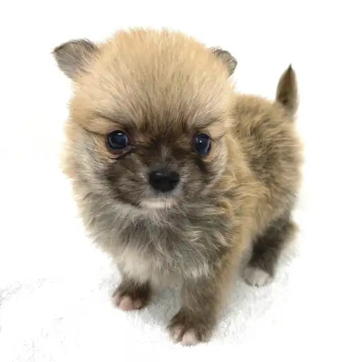 MIX（チワワ×ポメラニアン）