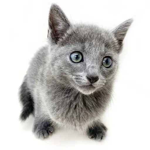 ロシアンブルー