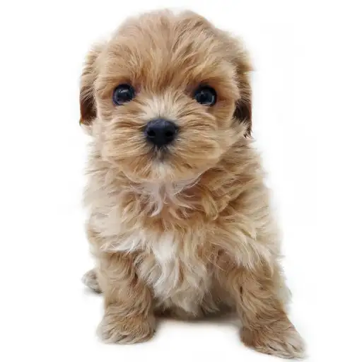 MIX(マルチーズ×トイプードル)